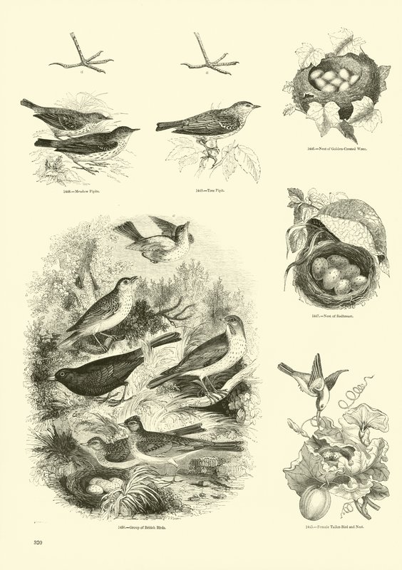 Pagina dal Museo Illustrato della Natura Animata da English School
