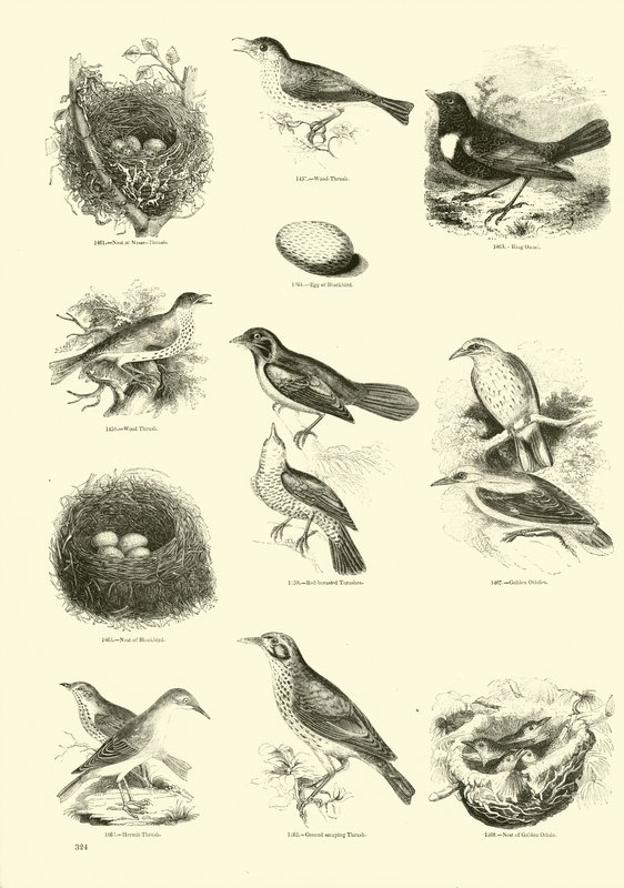 Pagina dal Museo Illustrato della Natura Animata da English School