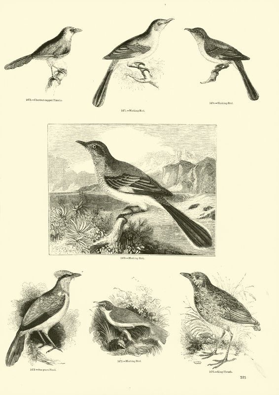 Pagina dal Museo Illustrato della Natura Animata da English School