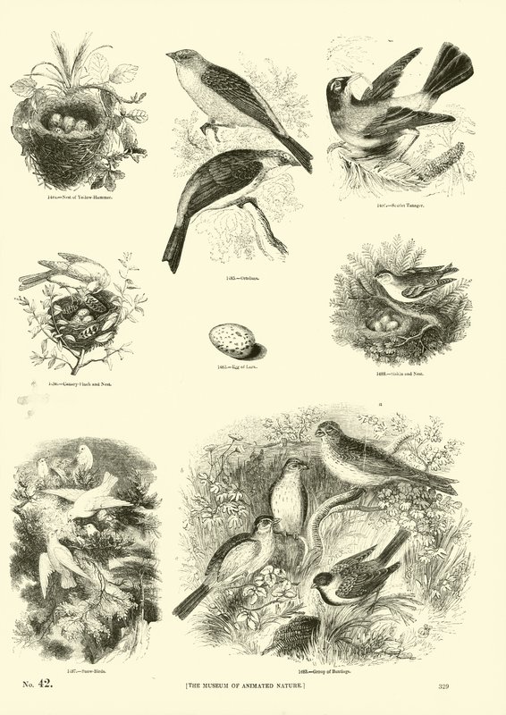 Pagina dal Museo Illustrato della Natura Animata da English School