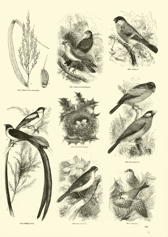 Pagina dal Museo Illustrato della Natura Animata da English School