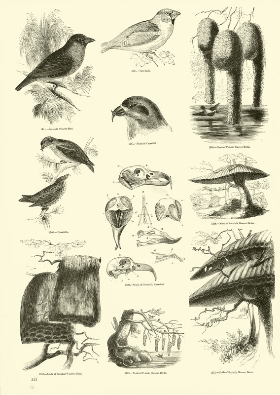 Pagina dal Museo Illustrato della Natura Animata da English School
