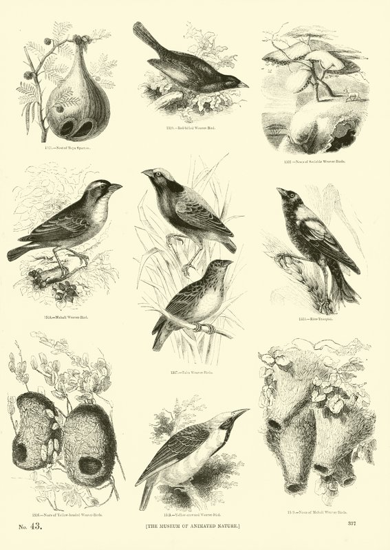 Pagina dal Museo Illustrato della Natura Animata da English School