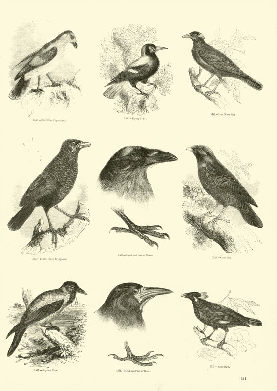 Pagina dal Museo Illustrato della Natura Animata da English School