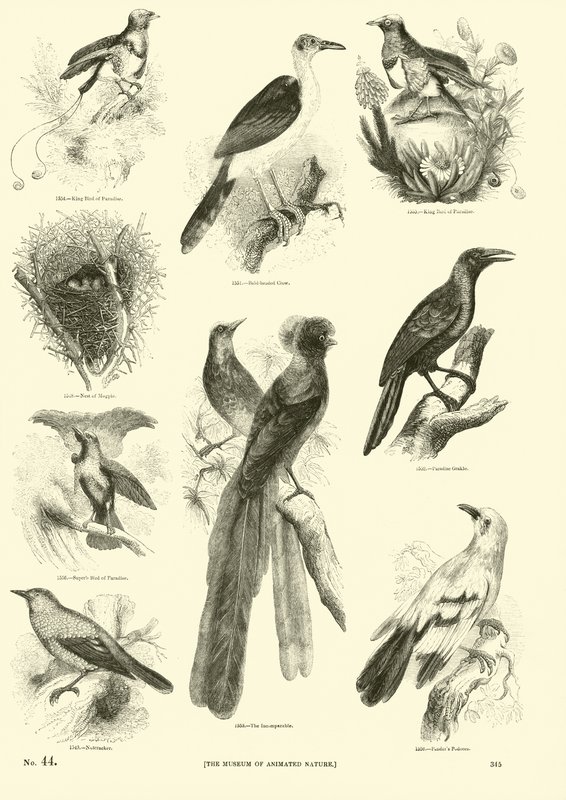 Pagina dal Museo Illustrato della Natura Animata da English School