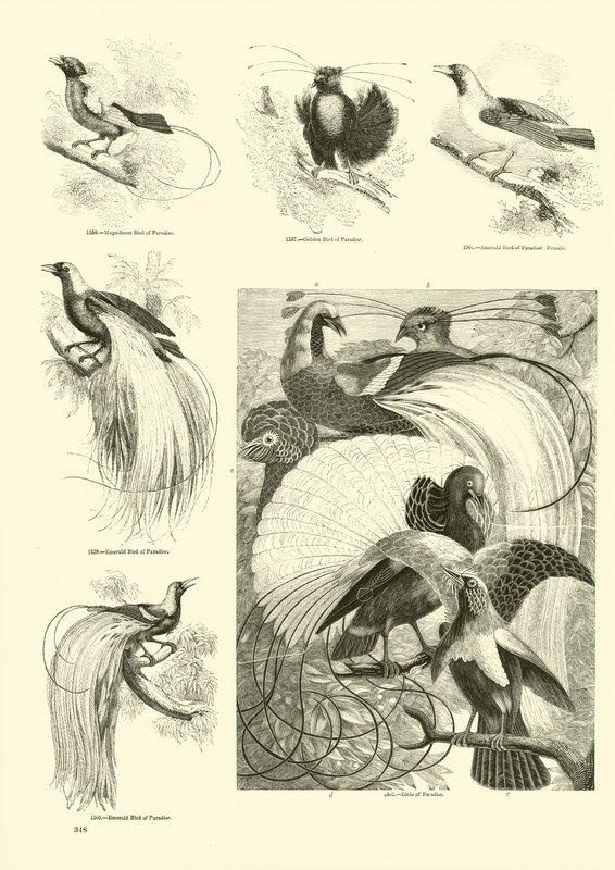 Pagina dal Museo Illustrato della Natura Animata da English School