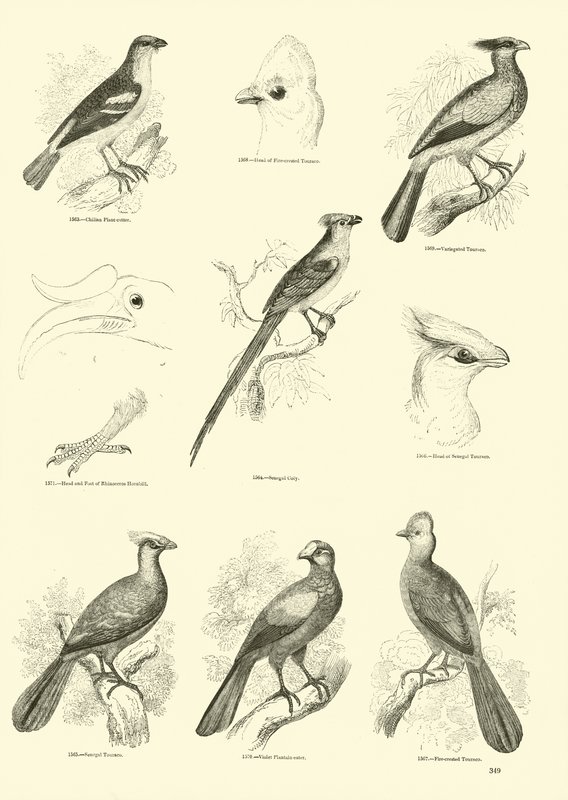 Pagina dal Museo Illustrato della Natura Animata da English School