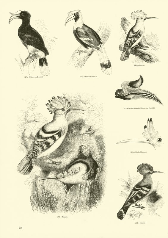 Pagina dal Museo Illustrato della Natura Animata da English School