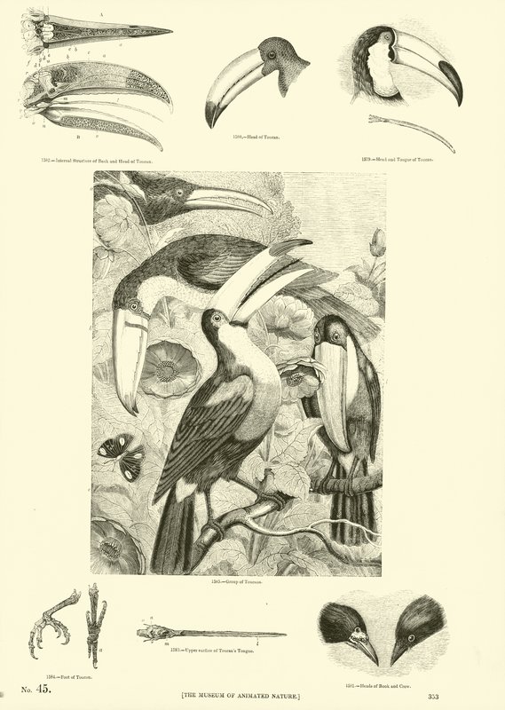 Pagina dal Museo Illustrato della Natura Animata da English School