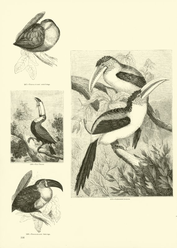 Pagina dal Museo Illustrato della Natura Animata da English School
