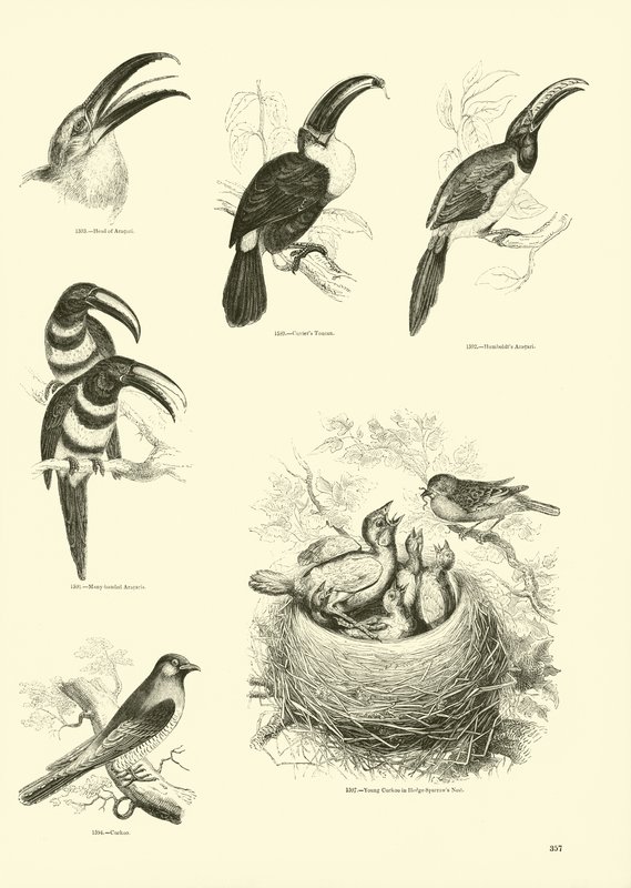 Pagina dal Museo Illustrato della Natura Animata da English School