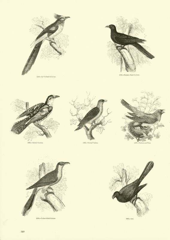 Pagina dal Museo Illustrato della Natura Animata da English School