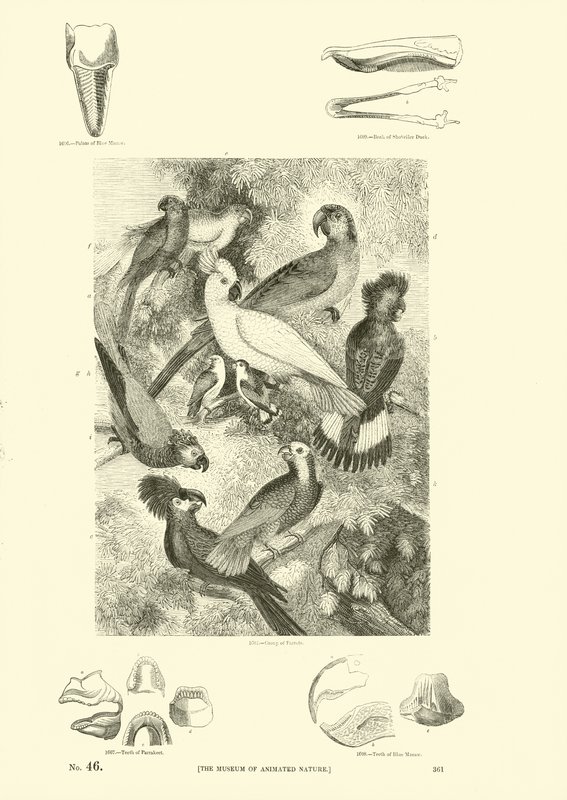 Pagina dal Museo Illustrato della Natura Animata da English School