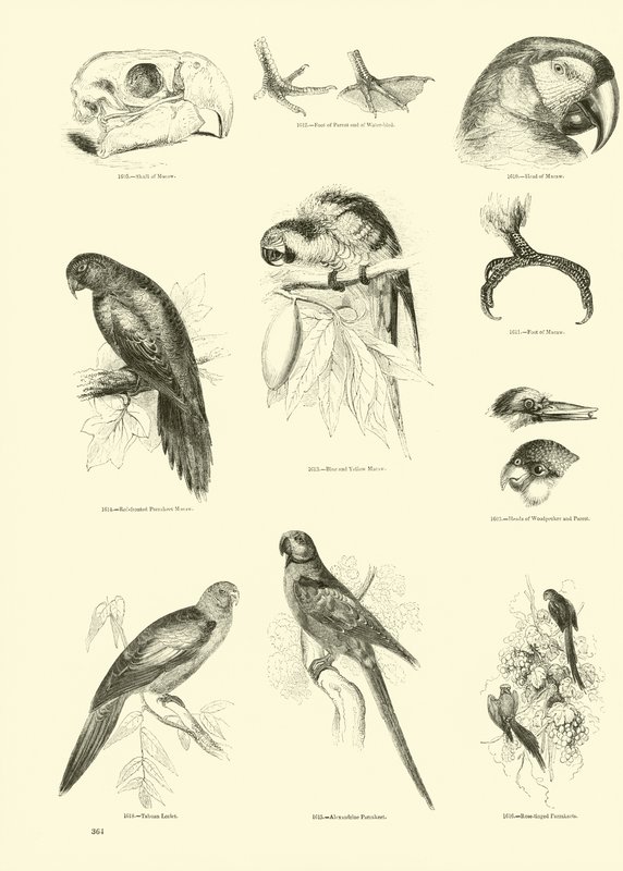 Pagina dal Museo Illustrato della Natura Animata da English School