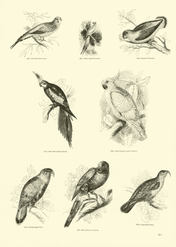 Pagina dal Museo Illustrato della Natura Animata da English School