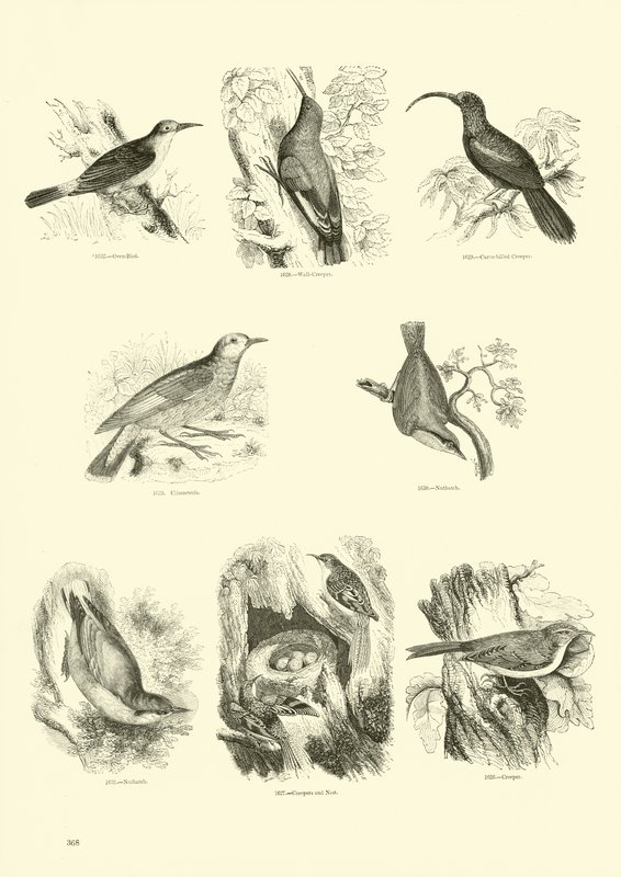 Pagina dal Museo Illustrato della Natura Animata da English School