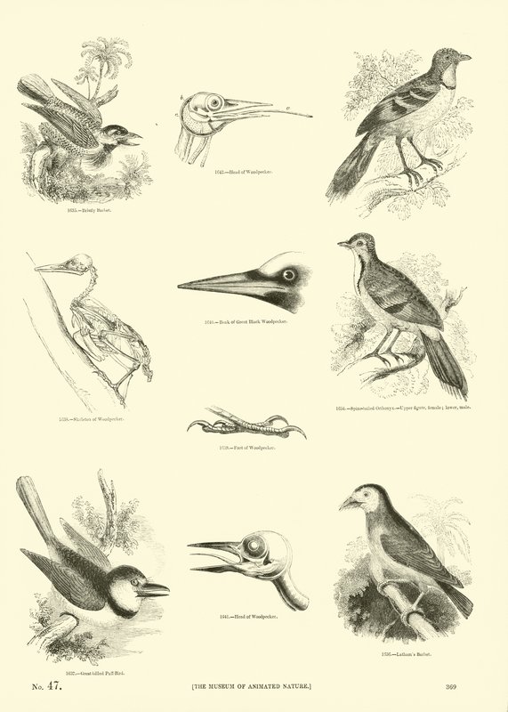 Pagina dal Museo Illustrato della Natura Animata da English School