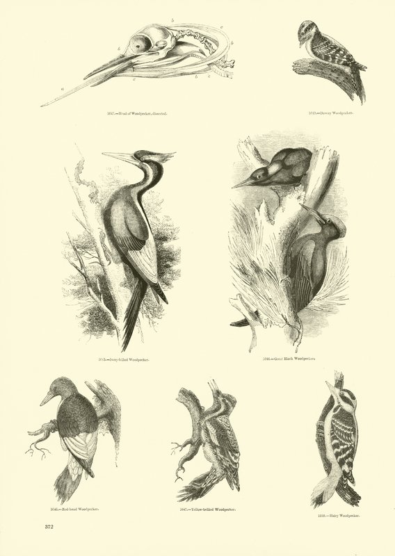 Pagina dal Museo Illustrato della Natura Animata da English School