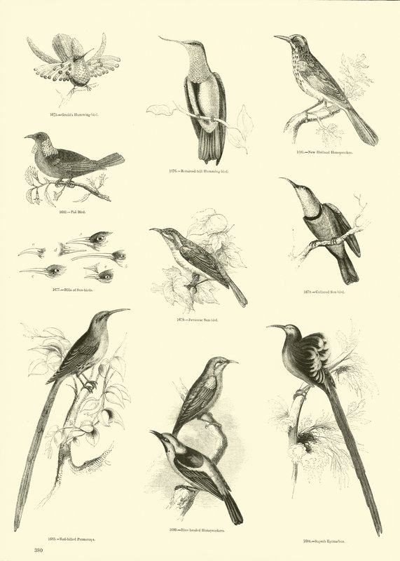 Pagina dal Museo Illustrato della Natura Animata da English School
