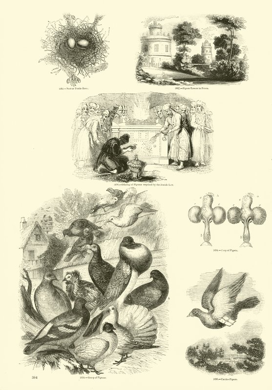 Pagina dal Museo Illustrato della Natura Animata da English School