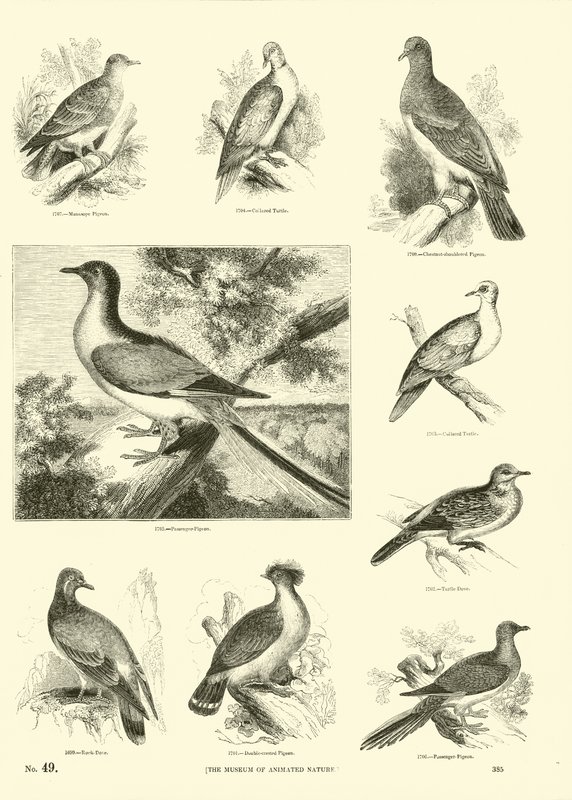 Pagina dal Museo Illustrato della Natura Animata da English School