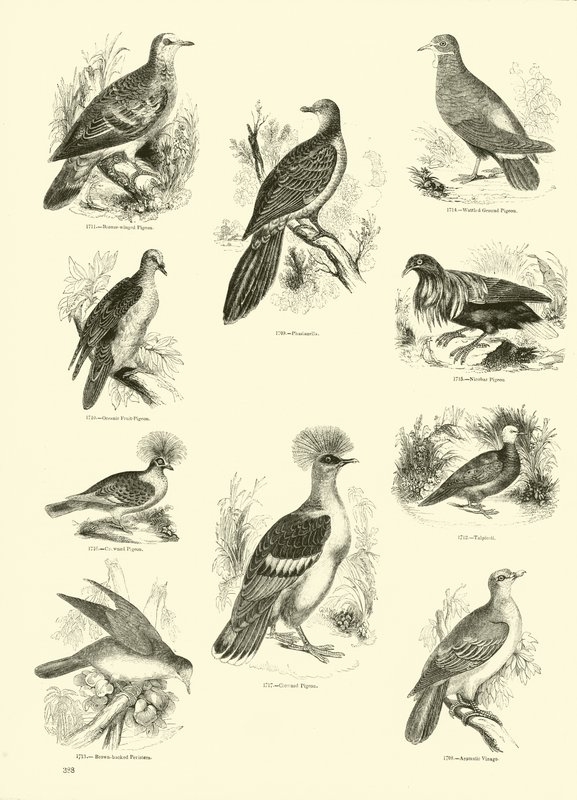 Pagina dal Museo Illustrato della Natura Animata da English School