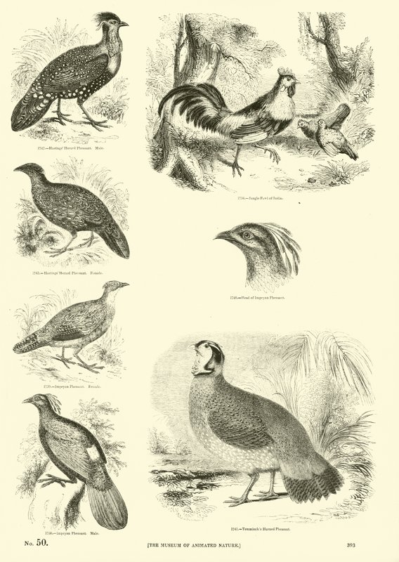 Pagina dal Museo Illustrato della Natura Animata da English School