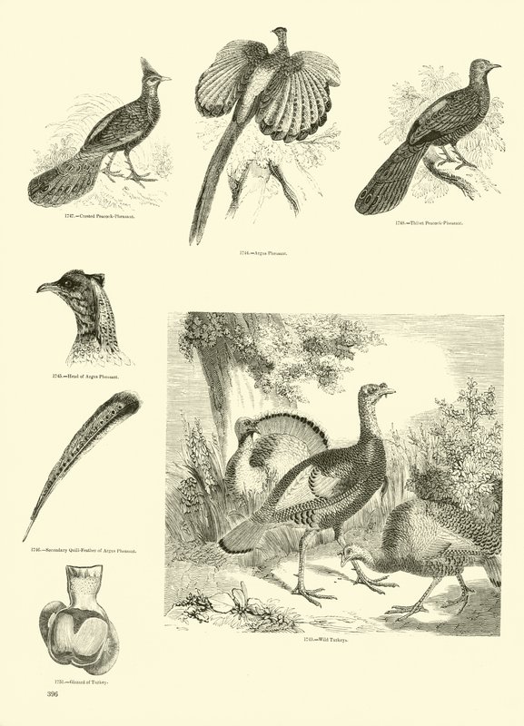 Pagina dal Museo Illustrato della Natura Animata da English School