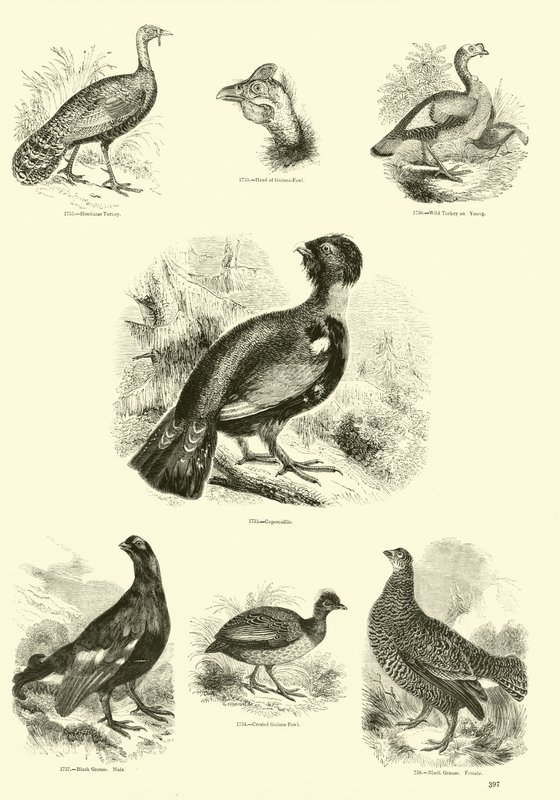 Pagina dal Museo Illustrato della Natura Animata da English School