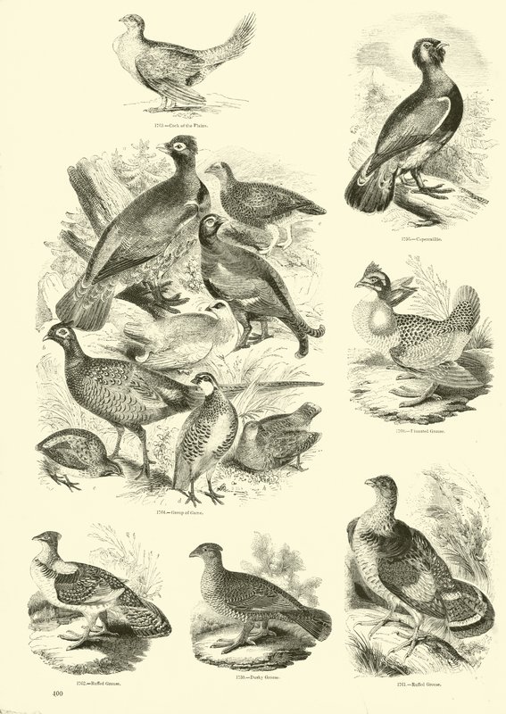 Pagina dal Museo Illustrato della Natura Animata da English School