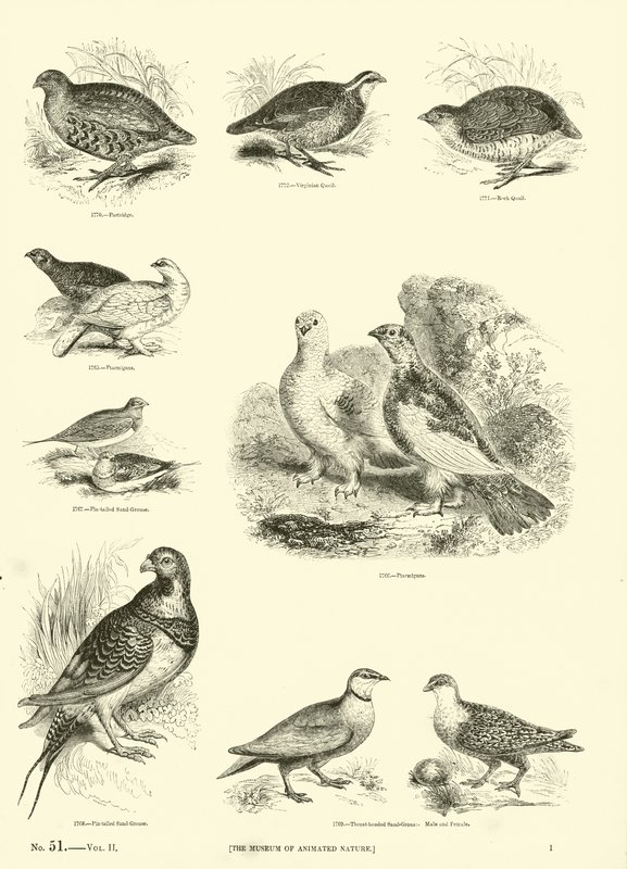 Pagina dal Museo Illustrato della Natura Animata da English School