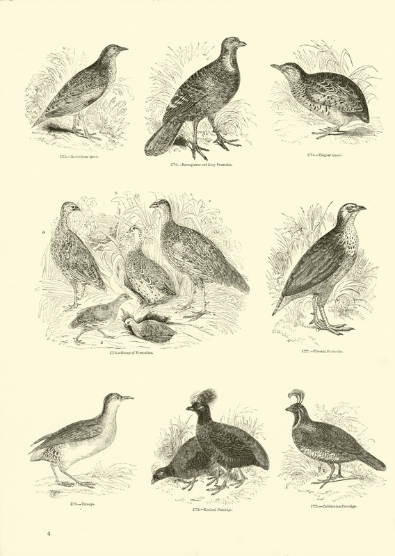 Pagina dal Museo Illustrato della Natura Animata da English School