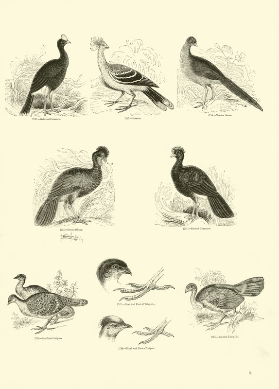 Pagina dal Museo Illustrato della Natura Animata da English School