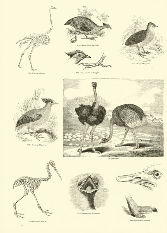 Pagina dal Museo Illustrato della Natura Animata da English School