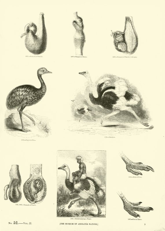 Pagina dal Museo Illustrato della Natura Animata da English School