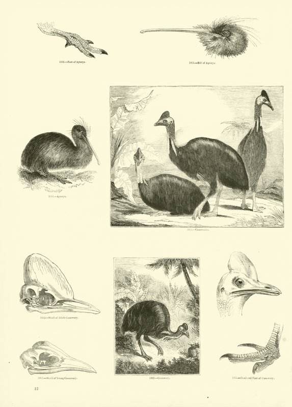 Pagina dal Museo Illustrato della Natura Animata da English School