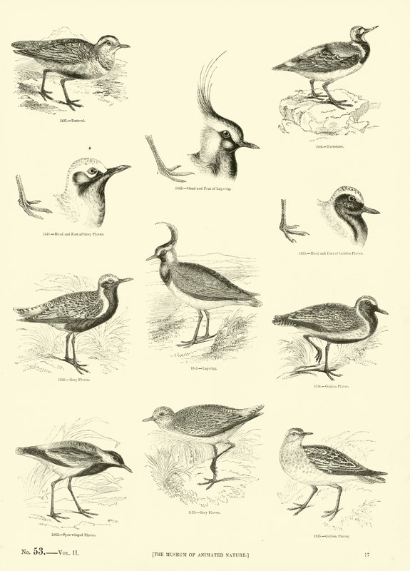 Pagina dal Museo Illustrato della Natura Animata da English School