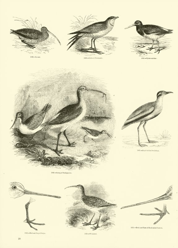 Pagina dal Museo Illustrato della Natura Animata da English School