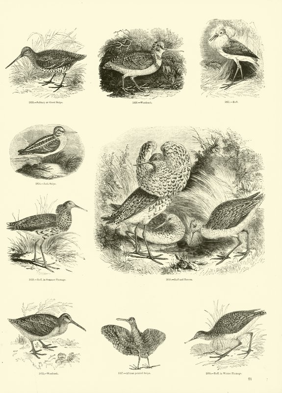 Pagina dal Museo Illustrato della Natura Animata da English School