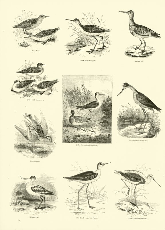 Pagina dal Museo Illustrato della Natura Animata da English School