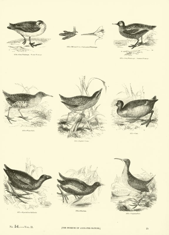 Pagina dal Museo Illustrato della Natura Animata da English School