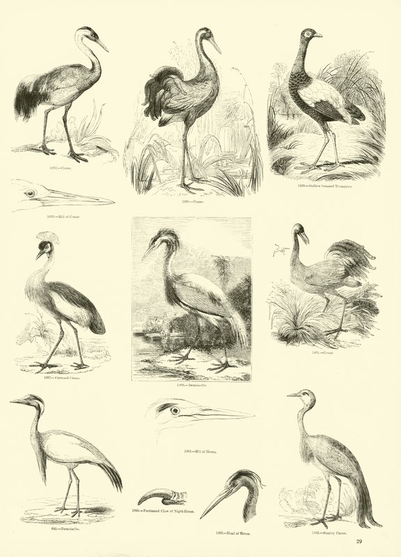 Pagina dal Museo Illustrato della Natura Animata da English School