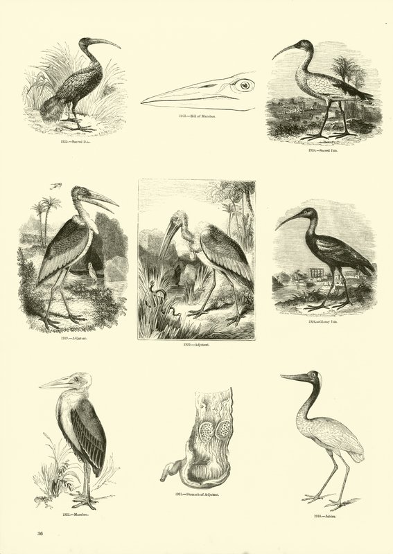 Pagina dal Museo Illustrato della Natura Animata da English School
