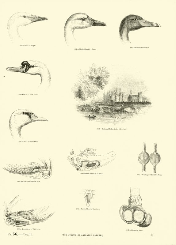 Pagina dal Museo Illustrato della Natura Animata da English School