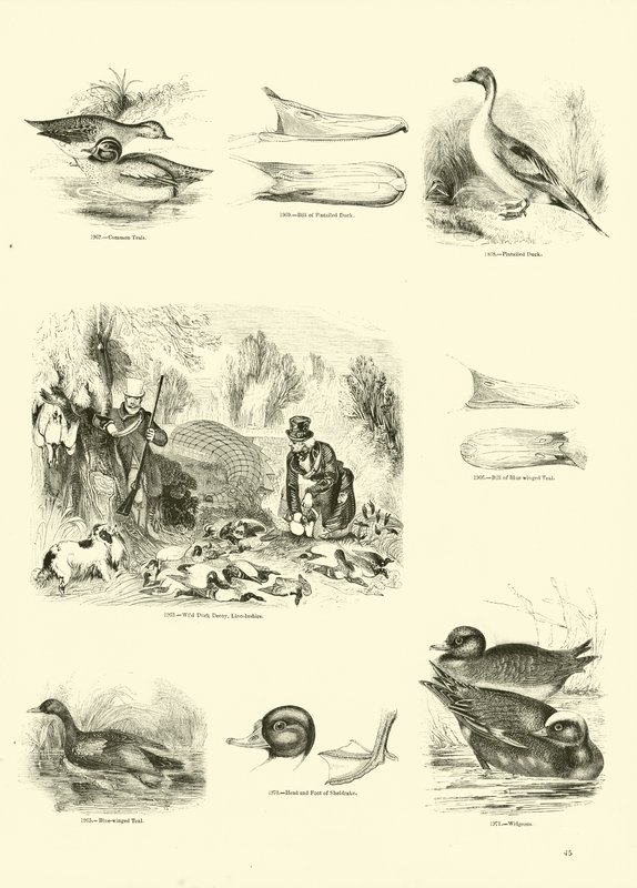 Pagina dal Museo Pittoresco della Natura Animata da English School