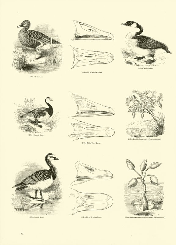 Pagina dal Museo Pittoresco della Natura Animata da English School