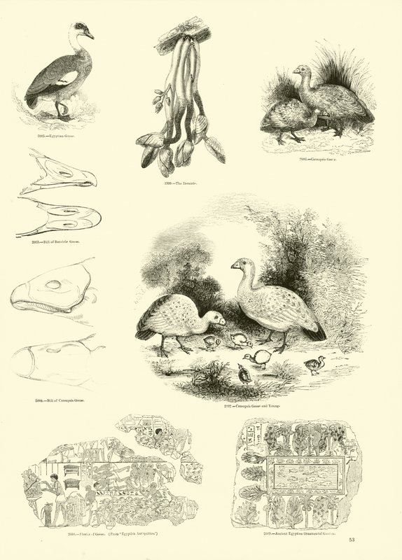 Pagina dal Museo Pittoresco della Natura Animata da English School