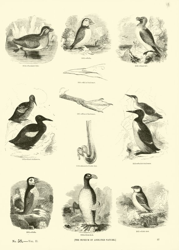 Pagina dal Museo Pittoresco della Natura Animata da English School