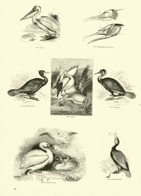 Pagina dal Museo Pittoresco della Natura Animata da English School