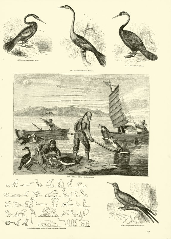 Pagina dal Museo Pittoresco della Natura Animata da English School